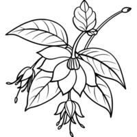 Fuchsia flower plant outline illustration coloring book page design, Fuchsia flower plant black and white line art drawing coloring book pages for children and adults vector