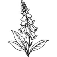 Foxglove flower plant outline illustration coloring book page design, Foxglove flower plant black and white line art drawing coloring book pages for children and adults vector