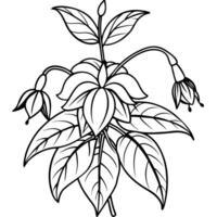 Fuchsia flower plant outline illustration coloring book page design, Fuchsia flower plant black and white line art drawing coloring book pages for children and adults vector