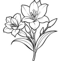 Freesia flower plant outline illustration coloring book page design, Freesia flower plant black and white line art drawing coloring book pages for children and adults vector