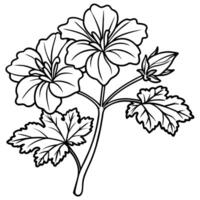 Geranium flower plant outline illustration coloring book page design, Geranium flower plant black and white line art drawing coloring book pages for children and adults vector