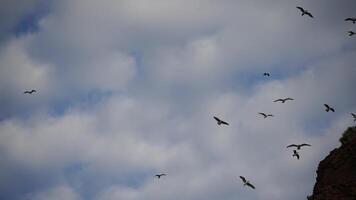 Flock of seagulls in blue sky with clouds sunny day. Over rocks and trees. Natural bird behavior in natural landscape. video