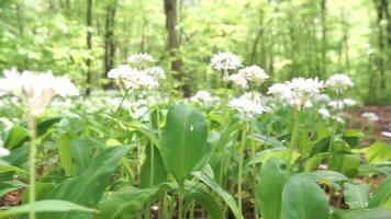 un' campo di bianca fiori allium ursinum con verde le foglie. il fiori siamo sparpagliato per tutto il campo, con alcuni più vicino per il primo piano e altri ulteriore Indietro. video