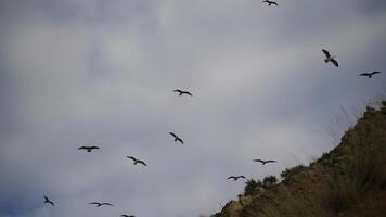 rebaño de gaviotas en azul cielo con nubes soleado día. terminado rocas y arboles natural pájaro comportamiento en natural paisaje. video