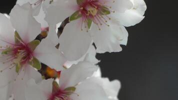 blanco flores almendra primavera, adornar árbol ramas debajo brillante luz de sol, calificación el llegada de primavera. floración en primavera estación. video