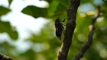 4k imágenes de el intenso zumbido de cigarras un cigarra se sienta en un higo árbol. grabación con sonido. cigarra liristas plebejus. video