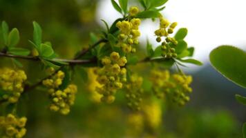 un árbol con amarillo flores es en el primer plano. el flores son pequeño y agrupados juntos. el árbol es rodeado por verde hojas. video