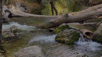 río bosque rápidos registros hermosa agua dulce rápidos, cascadas, ríos fluido mediante el bosque. video