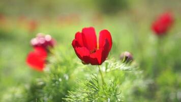 A red flower is in the foreground of a field of green grass. The flower is the main focus of the image, and it stands out against the green background. Concept of tranquility and natural beauty. video