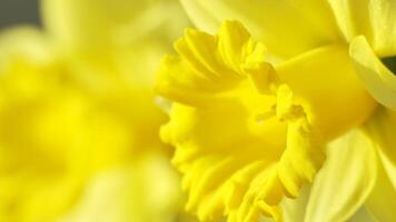 gul påsklilja blommor blomning blomstrande på naturlig bakgrund, 4k video