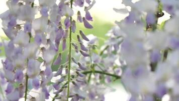 un hermosa blanco y púrpura flor con un púrpura centro. el flor es rodeado por verde hojas y es colgando desde un árbol rama. escena es sereno y pacífico, como el flor es en lleno floración. video