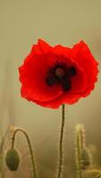 une proche en haut de une rouge coquelicot fleur. le fleur est dans plein Floraison et a une brillant rouge couleur. concept de beauté et dynamisme, comme le rouge Couleur de le fleur des stands en dehors contre le bleu Contexte. video