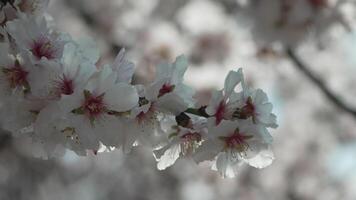 white blossoms almond spring, adorn tree branches under bright sunlight, marking the arrival of spring. Flowering in spring season. video