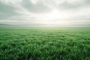 Meadow with tall grass, cloudy sky, Grassy field photo