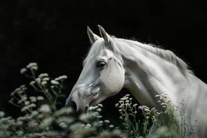 blanco caballo soportes en alto césped en verano foto