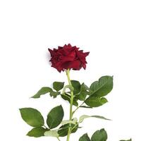 fresh red roses isolated on a white background photo