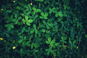 Abstract image of beautiful green leaves in nature. photo