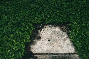 Cement manhole cover surrounded by green plants. photo