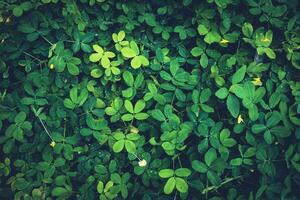 Abstract image of beautiful green leaves in nature. photo