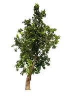 single tree isolated on white background with clipping path photo