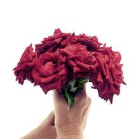 hand holding a red rose isolated on a white background photo