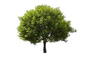 single tree isolated on white background with clipping path photo