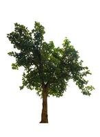 single tree isolated on white background with clipping path photo