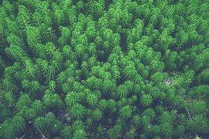 Abstract image of beautiful dark green leaves growing in a swamp photo