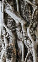 Photo of a tree trunk where the roots climb the trunk.