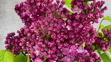 Bunch of spring lilac purple flowers video