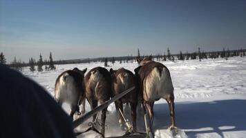 renne dans une harnais fonctionnement dans le neige video