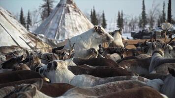 herd of deer one heap against background chum yamal video