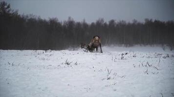 pris cerf avec lasso hiver video