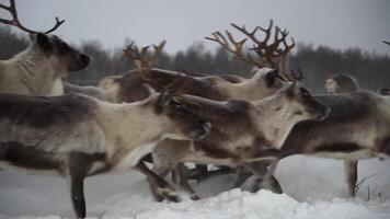 Deer running in slow motion video