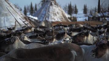 caneta para animais veado inverno nenets video