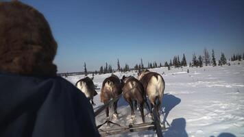 running fast reindeers and man on a sleigh video