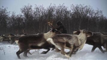 Reindeer herder is throwing a rope at deer video