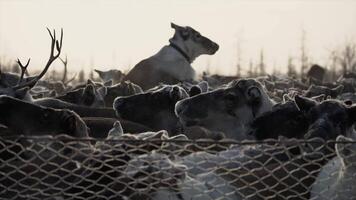 animal pen deer trying to get out Yamal video