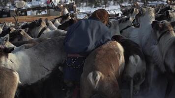 rendier herder gevangen hert nenets video