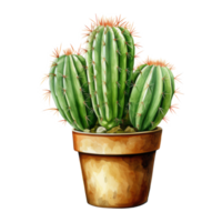 cactus per casa e giardino png