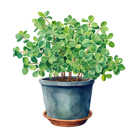 Clovers Thriving in Pots png