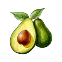 waterverf schilderij van vers avocado's png