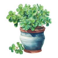 Clovers Thriving in Pots png