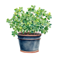 Clovers Thriving in Pots png