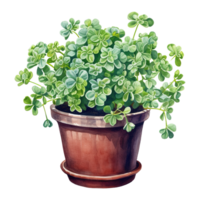 Clovers Thriving in Pots png