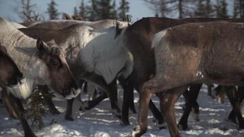 herd of young deer walking in the snow video