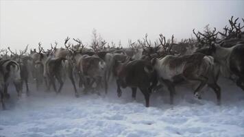 ciervo corriendo en invierno yamal video