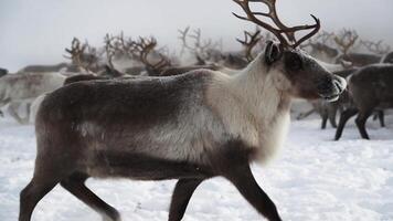 deer with big antlers walking winter video