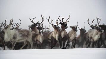 Deer run herd winter Yamal video