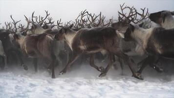 besättning av rådjur är löpning snö från under hovar video